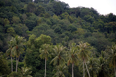 trees