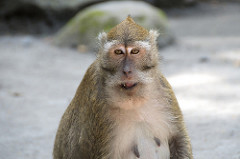 monkey