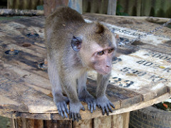monkey
