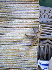 big lizard