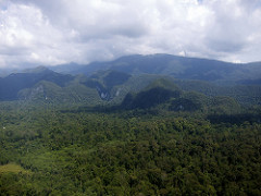 rainforest