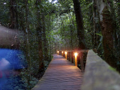 rainforest