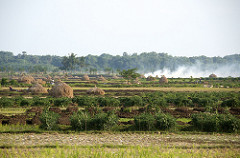 fields burning