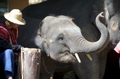 elephant baby