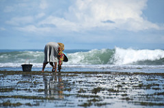 searching crab
