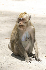 monkey
