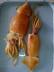 octupus