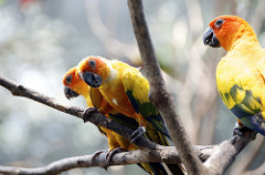 Gembira Loka Zoo