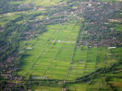 rice fields