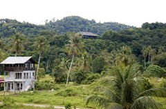 tropical view