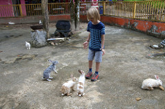 feeding the rabbits