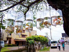 fish to buy