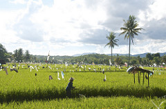rice field beauty