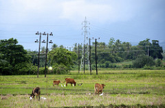 fields