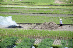 rice fields