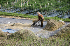 rice fields