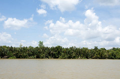 mangrove