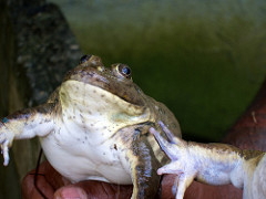 frog