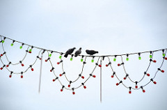 birds celebrating