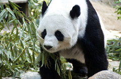 lovely panda