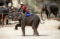 elephant show