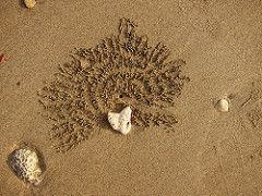 sea crabs work