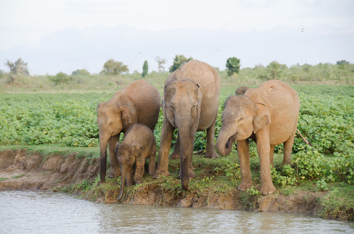 Elefanten im Uduwalawe Nationalpark Sri Lanka